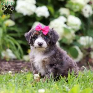 Princess, Mini Bernedoodle Puppy